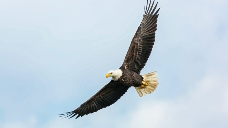 Flying Eagle Flying Eagle