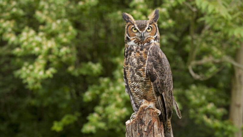 Portrait,Of,A,Adult,Great,Horned,Owl,Bubo,Viriginianus,Perch